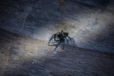 Örümcek ağında örümceğin yakın çekimi