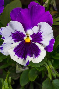 Çiçek açan güzelliğin kapanışı 