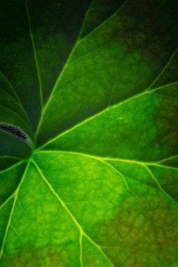 Yeşil yaprak desenini kapat