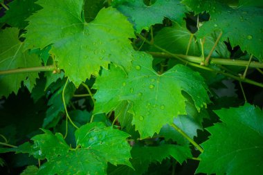 Su damlalı yeşil yapraklar, yakın plan. 