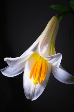 Çiçek açan güzelliğin kapanışı 