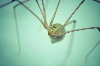 Vahşi doğada böceğe yakın çekim