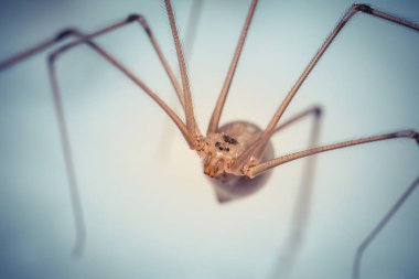 Vahşi doğada böceğe yakın çekim