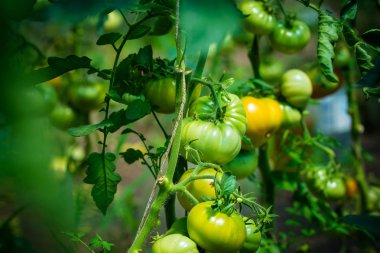 Gündüz vakti bitkilerin üzerinde yeşil domates 