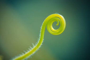 Çiçek açan güzelliğin kapanışı 