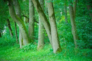 Gündüz vakti ormandaki yeşil bitkiler ve ağaçlar 