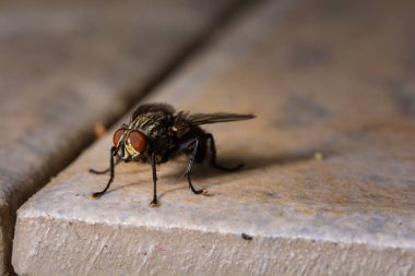 Vahşi doğada böceğe yakın çekim