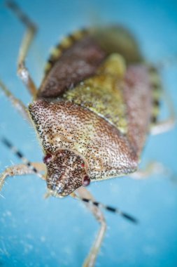 Vahşi doğada böceğe yakın çekim