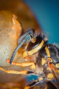 Vahşi doğada tropikal örümceğin yakın çekim çekimi 