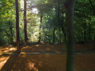 Gündüz vakti ormandaki yeşil bitkiler ve ağaçlar 