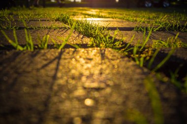 Çimlerin yakınına, taştan yola güneş ışığında. 