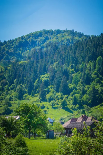 夏天的绿树成山 — 图库照片