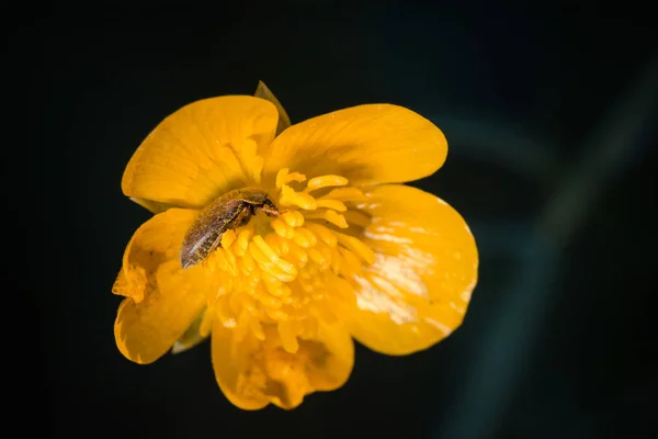 Närbild Rgglada Blommande Blomma — Stockfoto