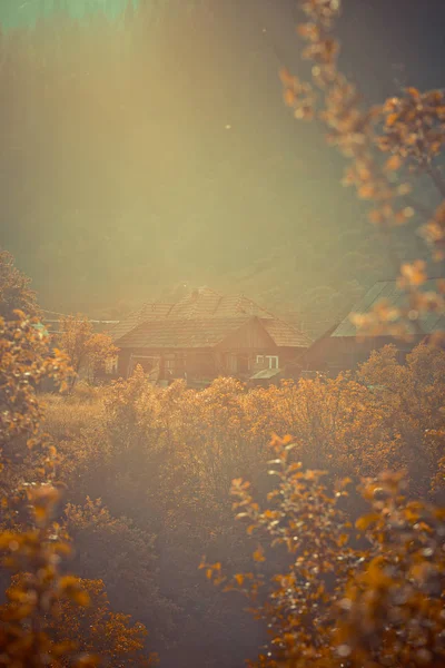 Tree Yellow Autumnal Leaves Sunlight — Stock Fotó