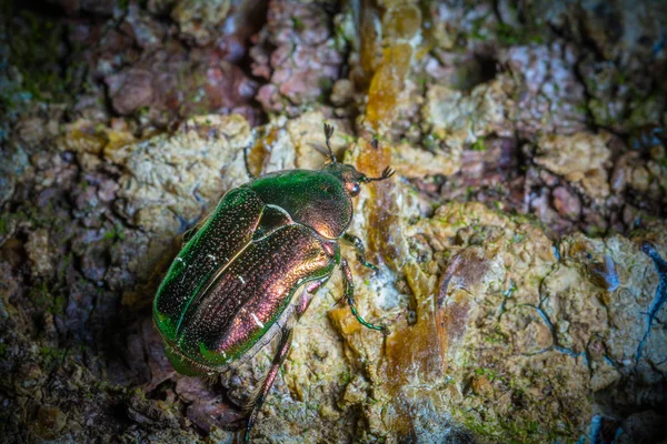 Nahaufnahme Von Wanzen Der Wilden Natur — Stockfoto