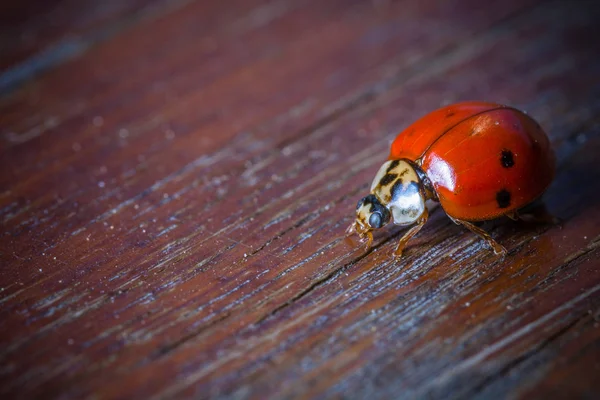 Closeup Tiro Bug Natureza Selvagem — Fotografia de Stock