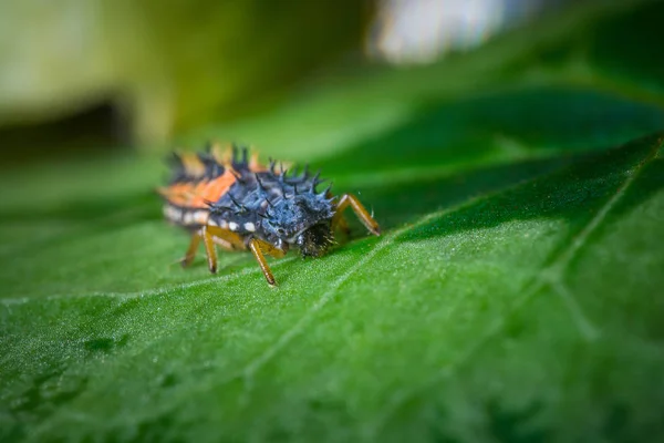 Primer Plano Error Naturaleza Salvaje — Foto de Stock