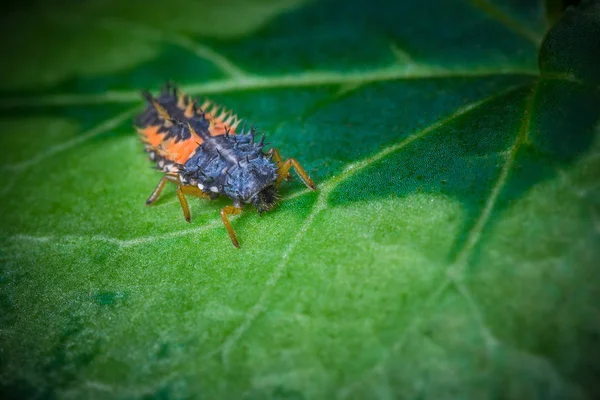 Closeup Tiro Bug Natureza Selvagem — Fotografia de Stock