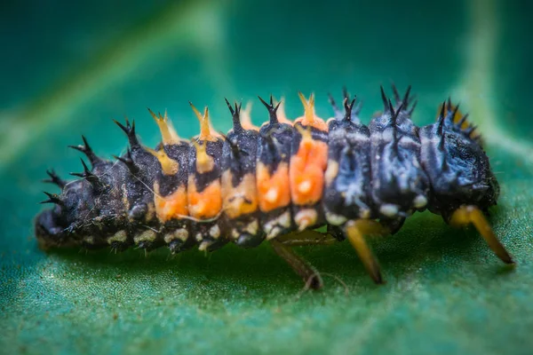 Primer Plano Error Naturaleza Salvaje — Foto de Stock