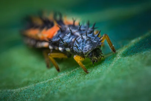 Close Shot Van Een Insect Wilde Natuur — Stockfoto