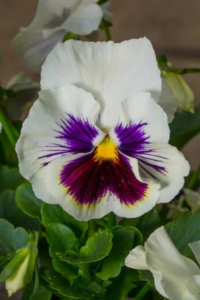 Primer Plano Flor Floreciente Belleza — Foto de Stock