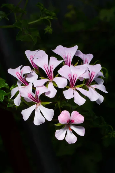 Nahaufnahme Heller Sommerblumen — Stockfoto