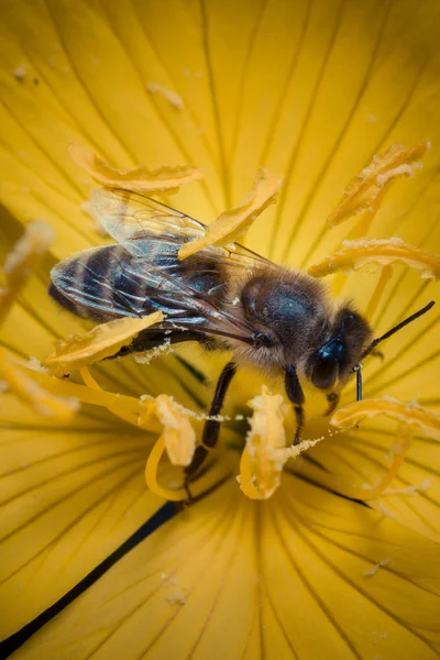 Närbild Sitter Färgglada Höst Blomma — Stockfoto