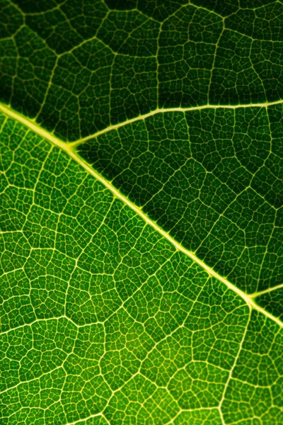 緑の葉を閉じて 自然の背景 — ストック写真