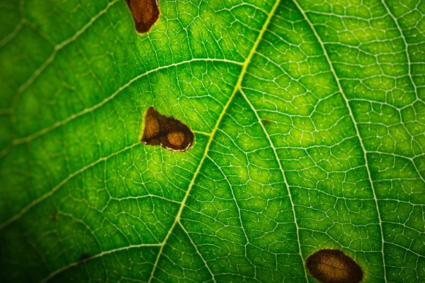 Primo Piano Foglia Verde Sfondo Naturale — Foto Stock