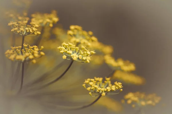 Primer Plano Las Flores Brillantes Del Verano — Foto de Stock