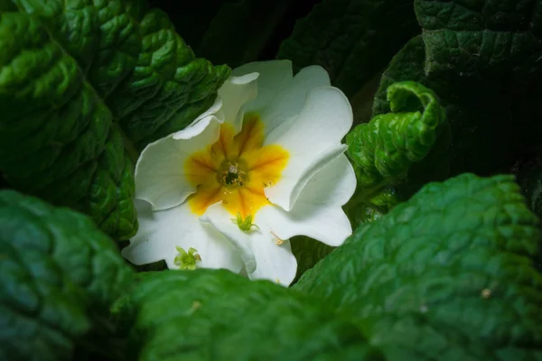 Primer Plano Flor Floreciente Belleza — Foto de Stock