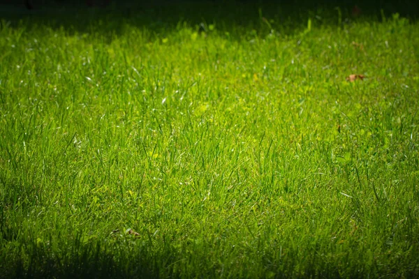 Erba Verde Giorno — Foto Stock