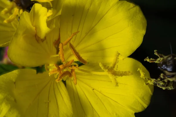 Närbild Skönhet Blommande Blomma — Stockfoto