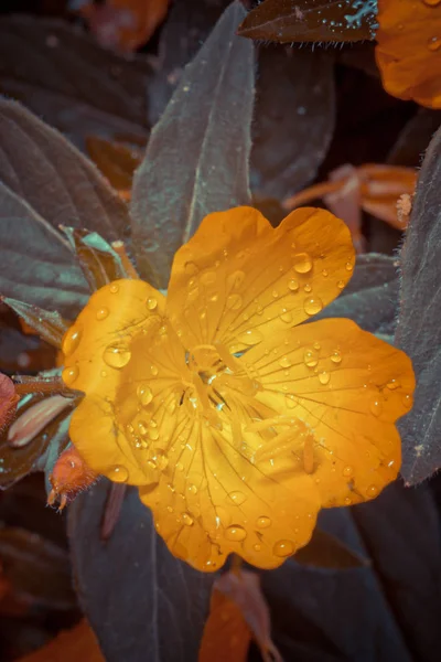 Closeup Beauty Blossoming Flower — Stock Photo, Image