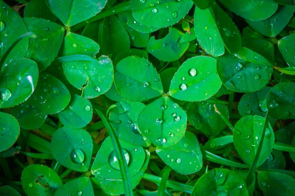 Feuilles Vertes Avec Gouttes Eau Gros Plan — Photo