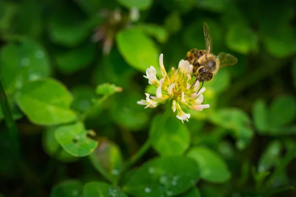 Närbild Sitter Färgglada Höst Blomma — Stockfoto