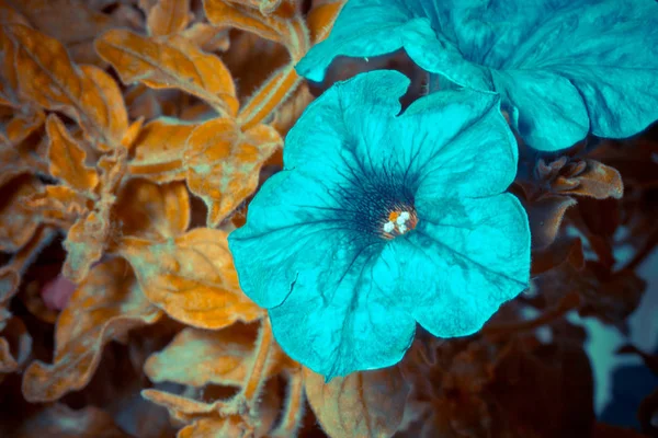 Nahaufnahme Der Schönheit Blühende Blume — Stockfoto