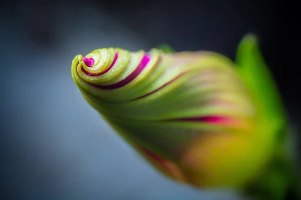 꽃피는 아름다운 꽃봉오리 — 스톡 사진