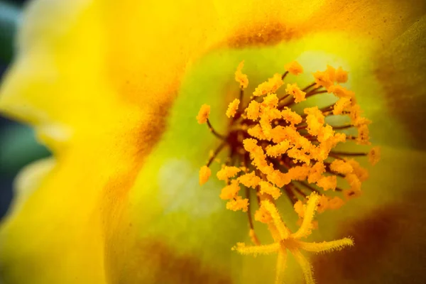 Zbliżenie Piękno Kwitnący Kwiat — Zdjęcie stockowe