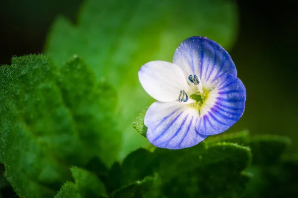 Szépségápoló Virág Közelsége — Stock Fotó