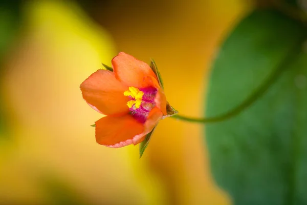 Primer Plano Flor Floreciente Belleza — Foto de Stock