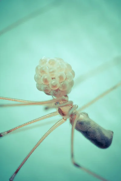 Primo Piano Bug Natura Selvaggia — Foto Stock