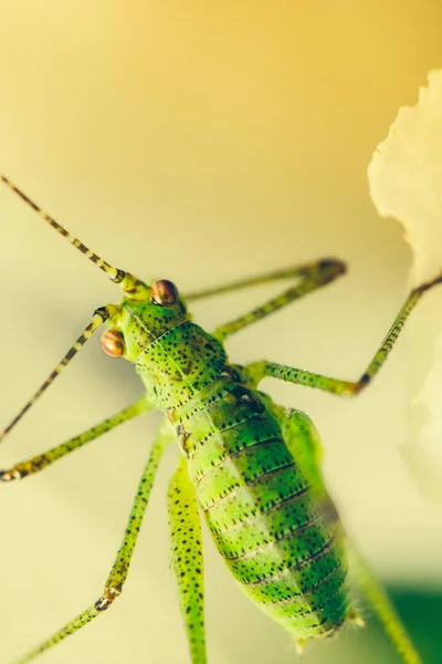 Primer Plano Error Naturaleza Salvaje — Foto de Stock