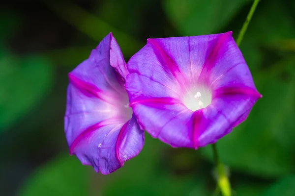 Nahaufnahme Von Ipomoea Blumen Verschwommener Hintergrund — Stockfoto