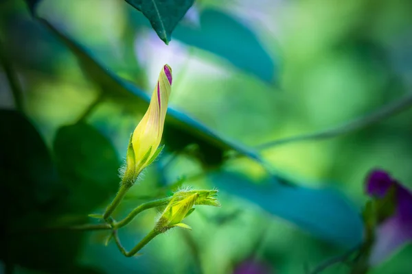 Nahaufnahme Von Ipomoea Blumen Verschwommener Hintergrund — Stockfoto