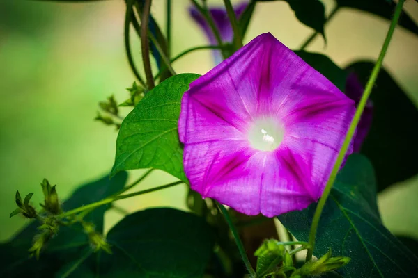 Nahaufnahme Von Ipomoea Blumen Verschwommener Hintergrund — Stockfoto