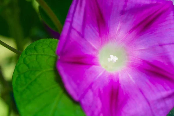 Gros Plan Fleurs Ipomoea Fond Flou — Photo