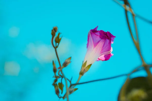 Closeup Ipomoea Virágok Homályos Háttér — Stock Fotó