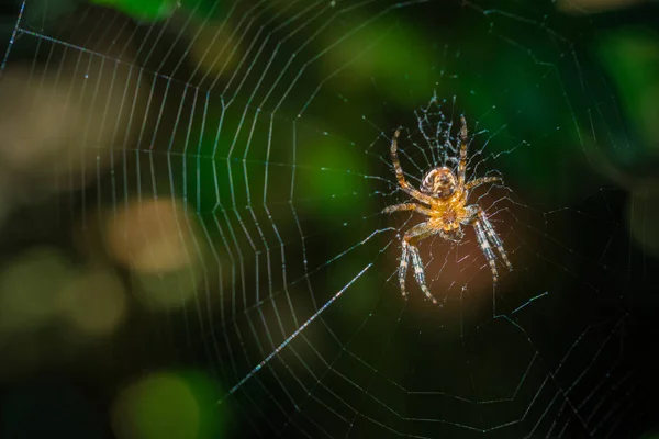 Närbild Insekter Vild Natur — Stockfoto