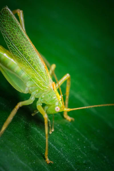 Közelkép Bug Vad Természet — Stock Fotó